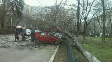 Copaci căzuți pe carosabil, din cauza vijeliei, în județul Constanța 