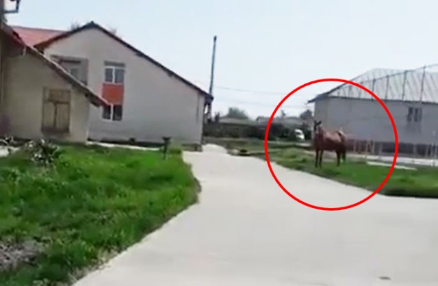 La Viișoara, un cal a fost lăsat liber în curtea școlii, să-și facă de cap! Video
