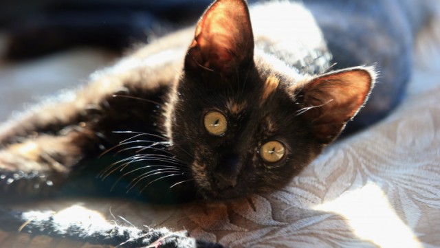 Studiu: Avantajele asupra sănătății când deținem un animal de companie