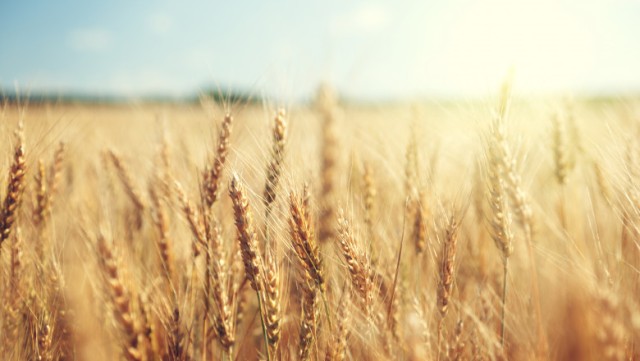 Ucraina acuză Rusia că a furat „câteva sute de mii de tone” de cereale din zonele ocupate