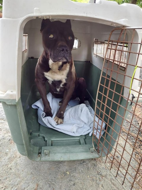 Pitbull orb salvat dintr-o canalizare, în Eforie Sud!