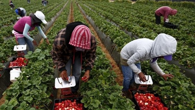 Căpşunarii români nu mai vor să meargă la muncă în Italia
