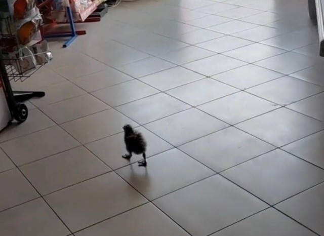 ”Luptă aprigă” cu un pescăruș, într-un magazin din Mamaia