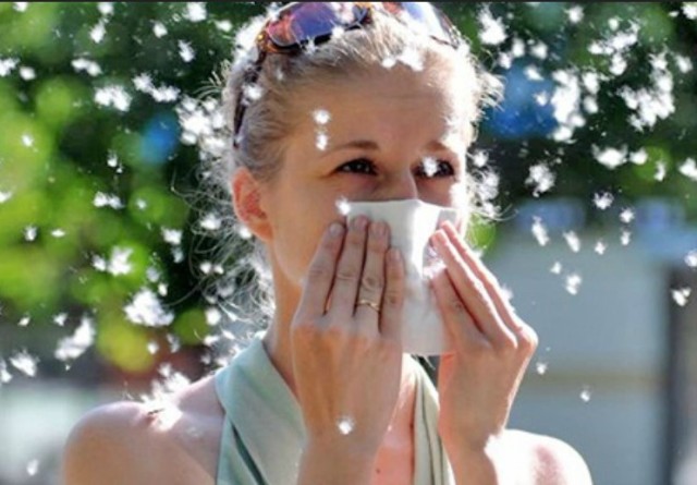 Puful de plop, o problemă pentru alergici: Recomandările medicilor