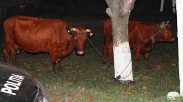 A furat două vaci... ca să-și cumpere mașină!