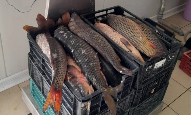 200 de kilograme de pește și 1.500 metri de plase, confiscate de polițiștii Gărzii de Coastă