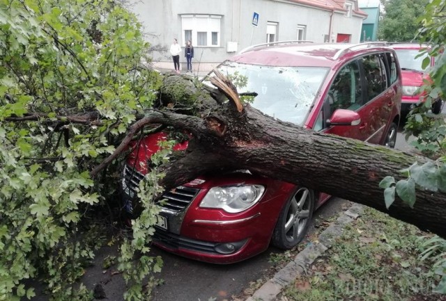 Mai mulți copaci căzuți în Constanța, din cauza vântului puternic