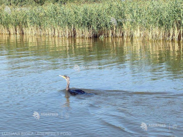 Tulcea: Cormoranii, păsările care garantează durabilitatea pescuitului în Deltă
