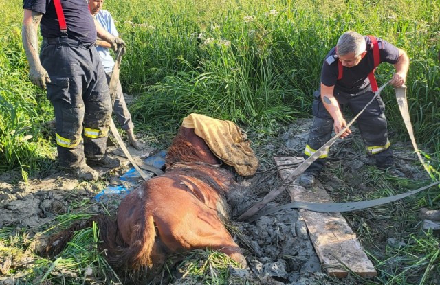 Operațiune dificilă de salvare a unui cal prins în noroi