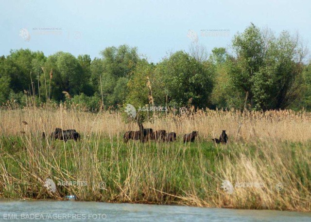 Seceta a afectat o zonă strict protejată şi caii sălbăticiţi din Deltă