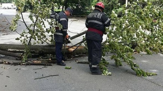 Copac căzut peste fire de electricitate, în Eforie Nord