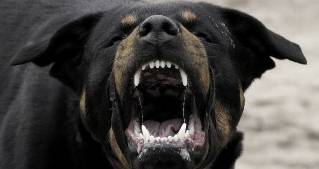 Femeie mușcată de un câine agresiv, la Mangalia. Polițiștii au folosit armamentul din dotare să o salveze