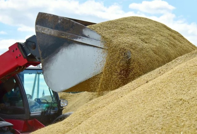 Ucraina: Exporturile agricole ar putea creşte la patru milioane de tone în august