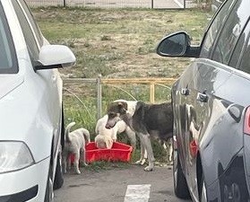 Câinii maidanezi, noii stăpâni ai Constanței