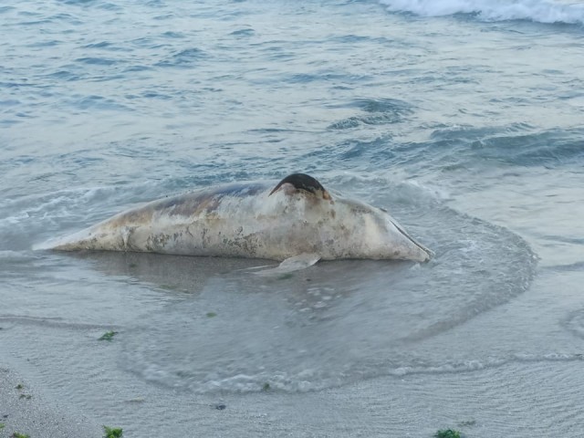 Delfin găsit mort pe plajă în Costinești