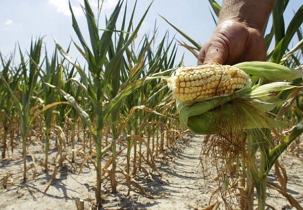 MADR: 796.760 hectare afectate de secetă, conform ultimelor raportări
