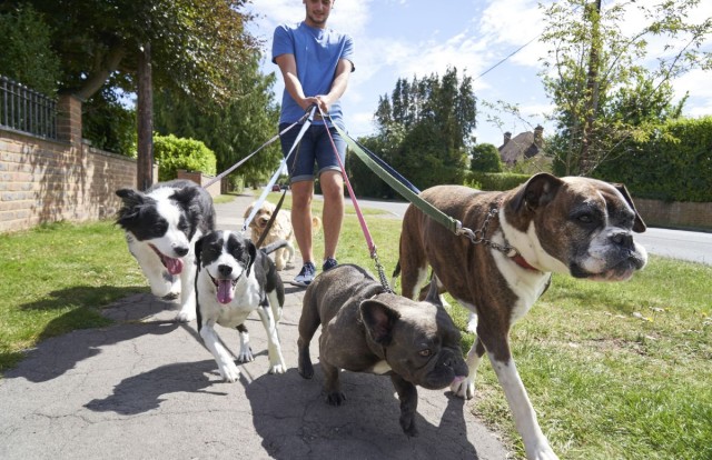 Piaţa globală a produselor şi serviciilor dedicate animalelor de companie, estimată la 350 miliarde de dolari până în 2027