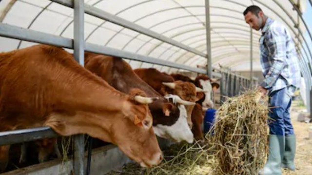 Măsurile obligatorii pe care trebuie să le respecte crescătorii de animale în perioadele caniculare