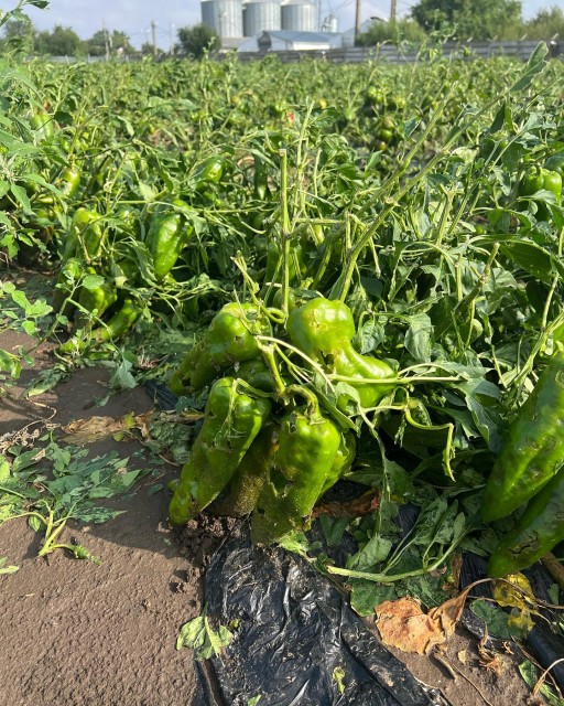 Furtuna și-a făcut de cap la Topraisar: o fermă de legume a fost pusă la pământ de vijelie! Video