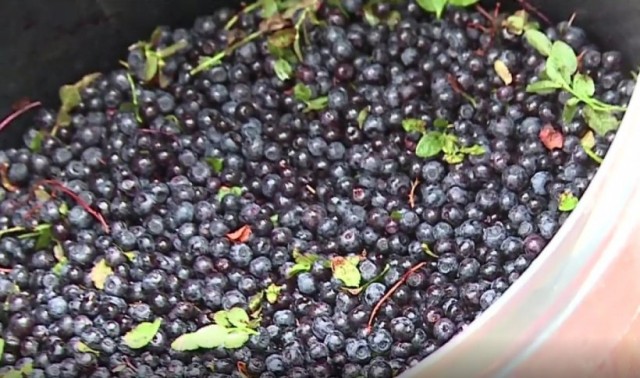 Fructele sălbatice pline de antioxidanţi şi vitamina C cunoscute drept 