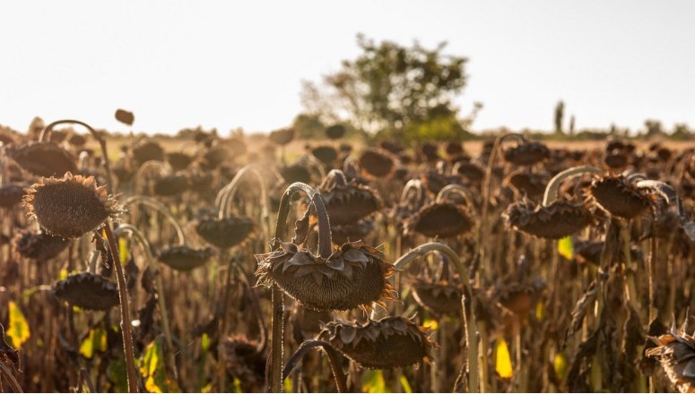 Aproape toate zonele agricole din țară vor fi afectate de secetă în perioada 21 - 27 iulie