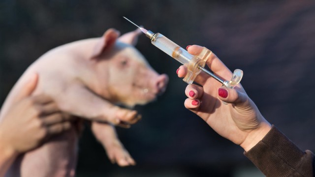 După COVID-19 și variola maimuței, a apărut și MRSA, o tulpină care poate trece de la porci la oameni