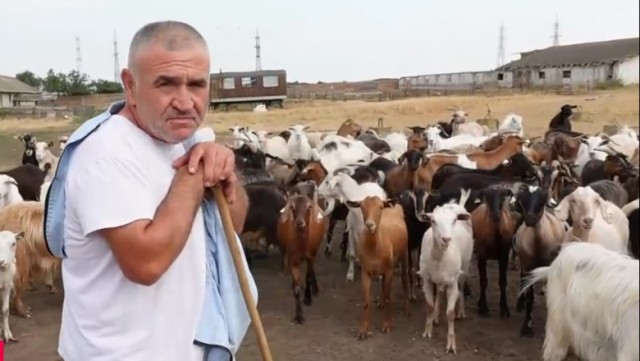 Brânza, mai scumpă decât porcul în magazine