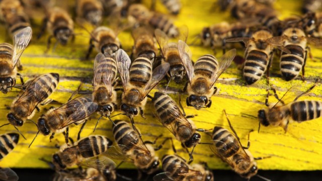 Seceta afectează producția de miere