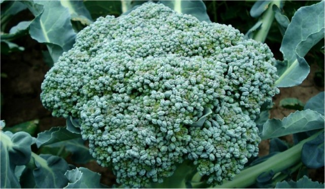 Leguma care alungă ridurile. Stimulează producţia de acid hialuronic în mod natural