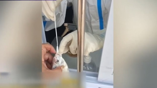 Imagini bizare din China: Peștii sunt testați de COVID