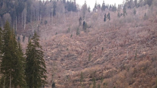 România și alte state își taie pădurile protejate pentru energie