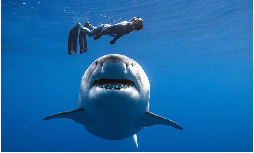 Dramă în Australia: A sărit în apă pentru a înota cu delfinii și a sfârșit ucisă de un rechin