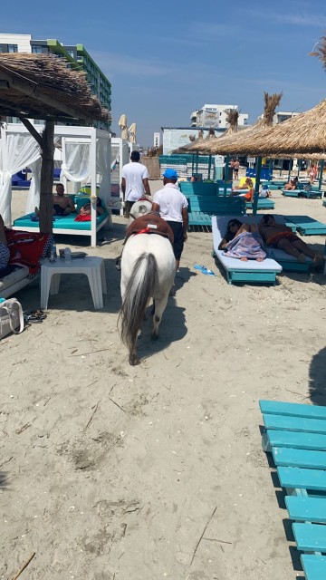 Poneii continuă să fie chinuiți pentru fotografii cu turiștii, pe plajă