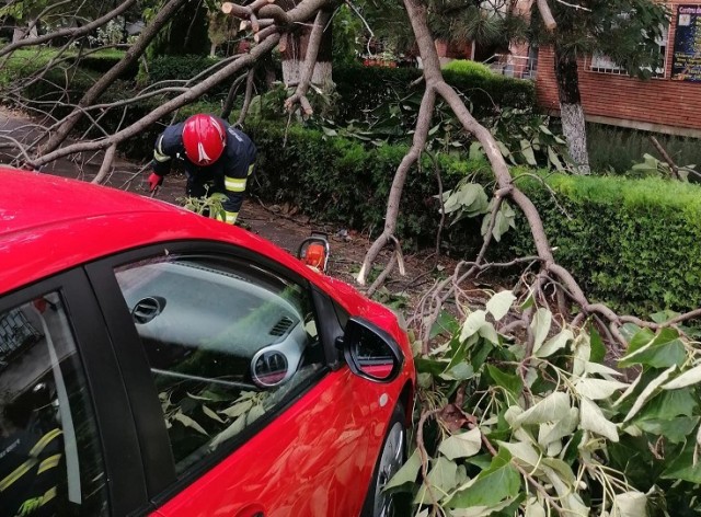 Copac căzut peste un autoturism, în stațiunea Olimp