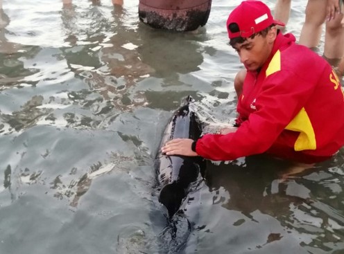 Delfin eșuat în stațiunea Mamaia, salvat de pompierii constănțeni