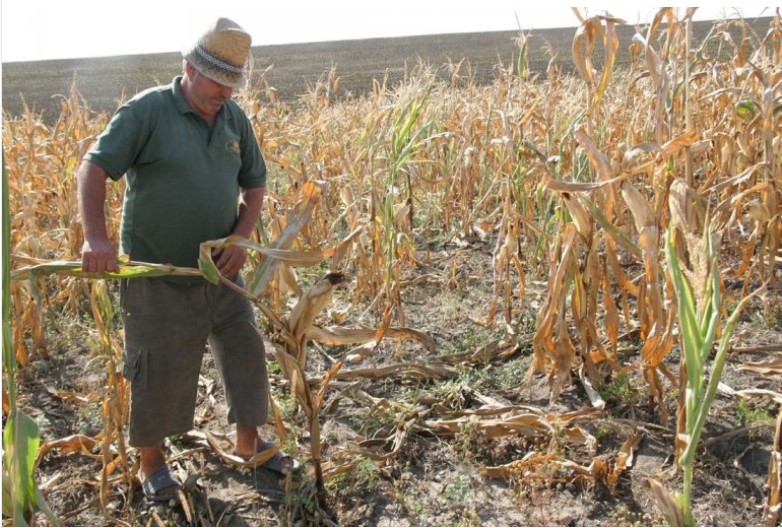 Cum fac față fermierii din Dobrogea secetei severe