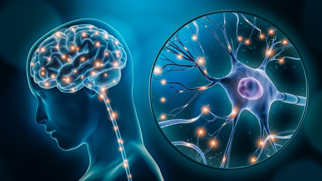 Conferinţă internaţională în domeniul neuroprotecţiei şi neuroregenerării, organizată în premieră în România