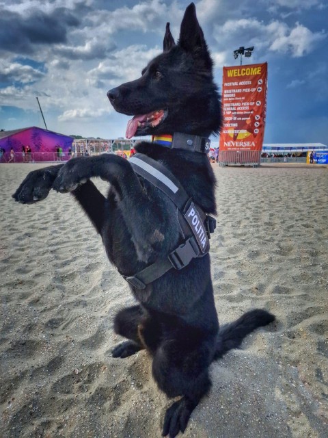 Șuier, câinele vedetă al Poliției Române, a făcut ”valuri” pe litoral!