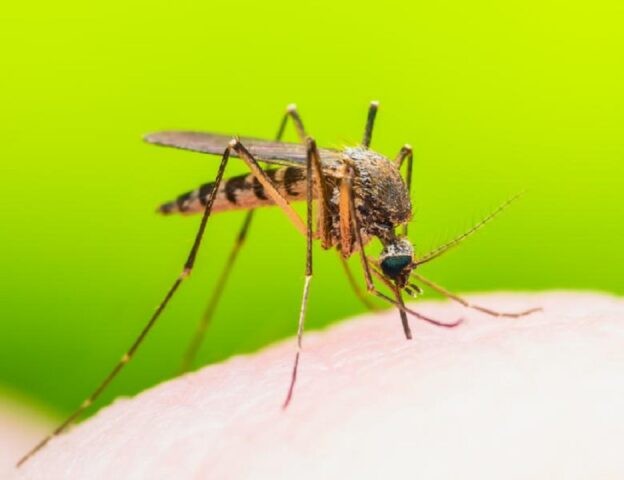 Încă două cazuri de infecţie cu virusul West Nile au fost raportate în Brăila