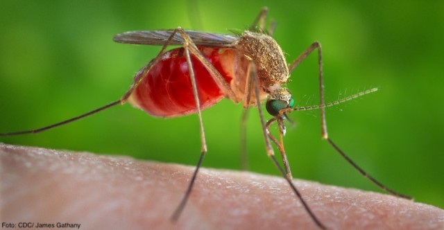 Doi pacienţi infectaţi cu virusul West Nile au decedat