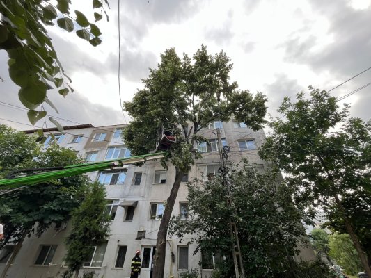 Furtună la Tulcea: Pompierii au intervenit pentru degajarea crengilor rupte din copaci