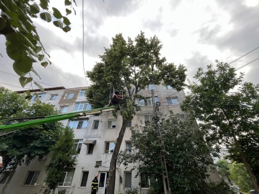 Vântul a făcut prăpăd în Constanţa: mai mulți copaci căzuţi în drum
