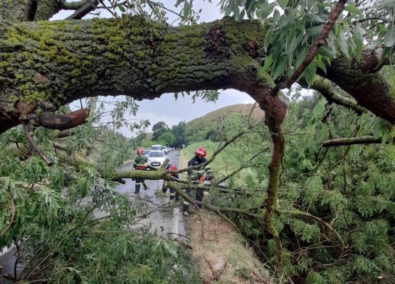 Cod roșu la Tulcea: Ploaia a făcut prăpăd - copaci căzuți peste mașini și gospodării inundate