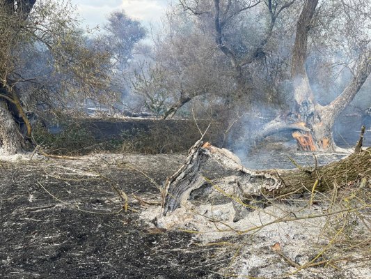 Incendiu de vegetație uscată, în localitatea Pătlăgeanca