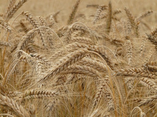 România se aşteaptă la un excedent de cereale anul acesta