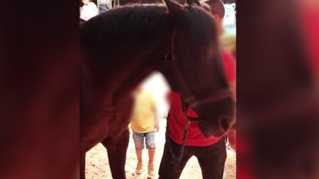 Un copil de 4 ani a fost lovit de cal, la circ, în stațiunea Venus. Poliția a fost sesizată