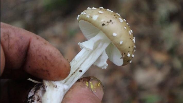 Numeroase cazuri de intoxicaţii cu ciuperci ajunse la Urgenţe; DSP avertizează populaţia