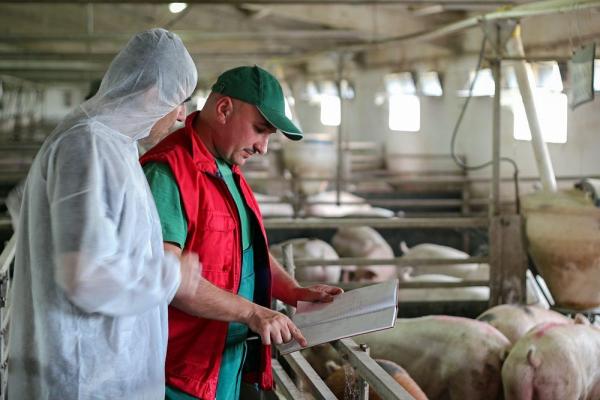 APIA: Sprijin financiar în valoare de peste 129,16 milioane lei pentru sectoarele suin şi avicol