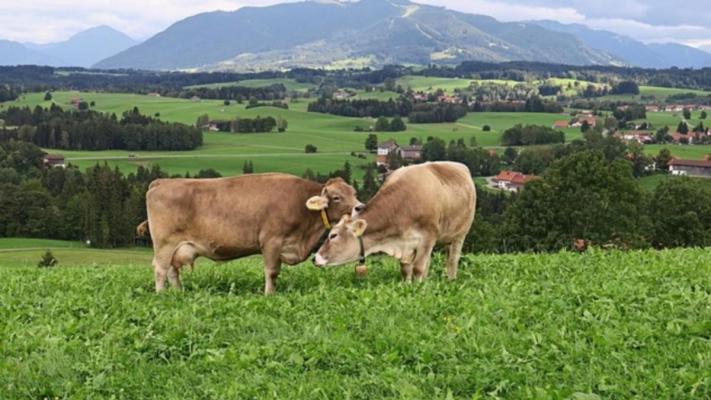 MADR a postat în dezbatere publică OUG de instituire a unei scheme de ajutor de stat pentru creşterea animalelor