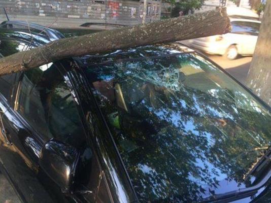 Creangă căzute peste 2 mașini parcate, în cartierul Faleză Nord